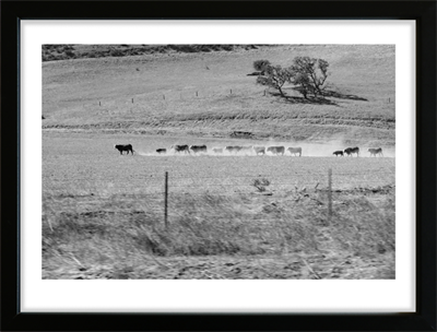 Cattle Herd - Utah