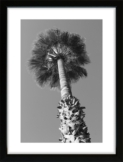 Palm Springs. Palm Tree - sort/hvid fotoplakat
