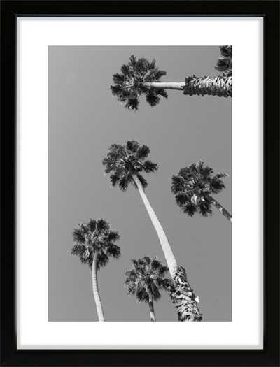 Palm Trees in Santa Barbara - Fotoplakat 